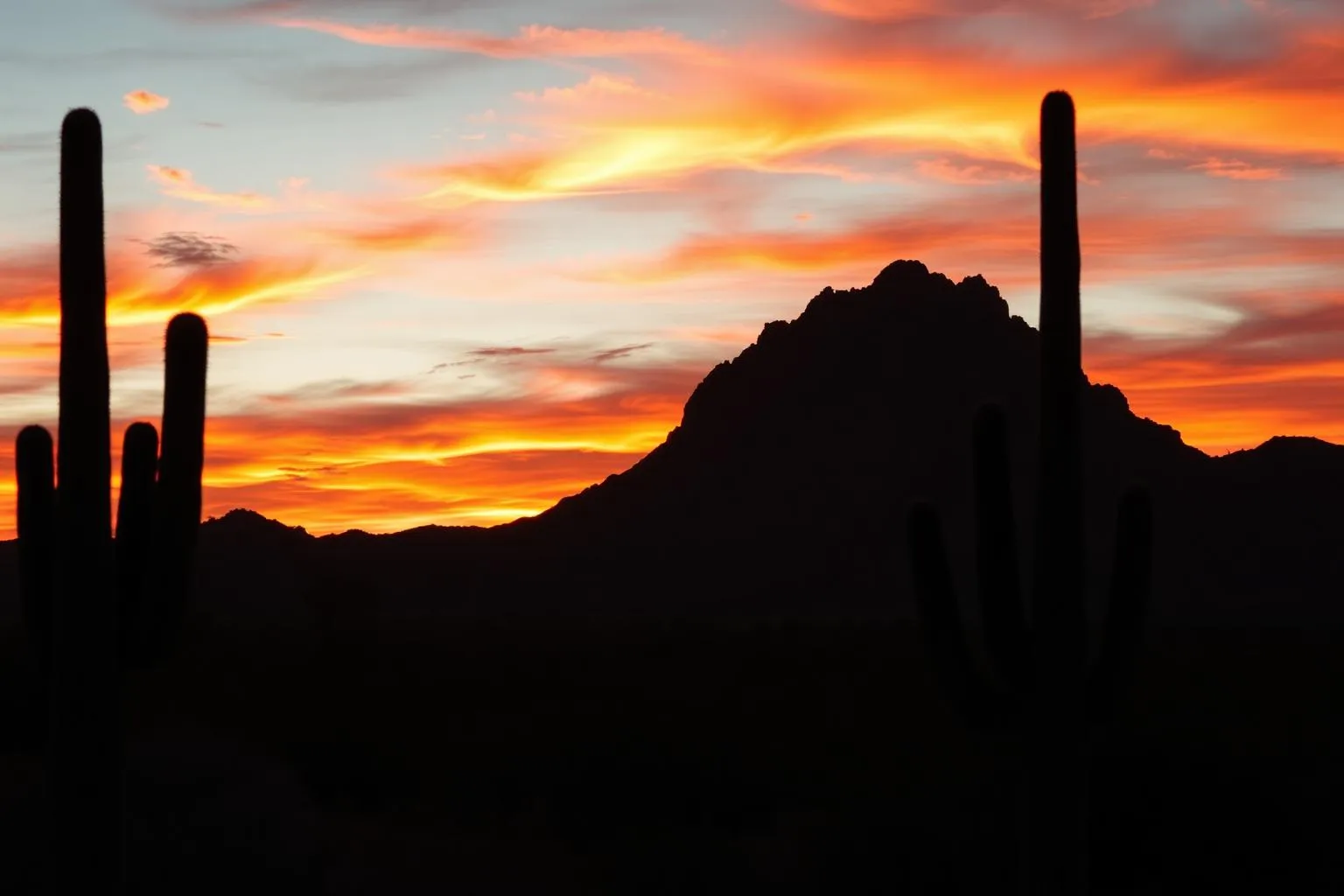 Phoenix Arizona desert sunset with saguaro cacti